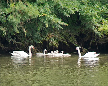 BET_8735.swans